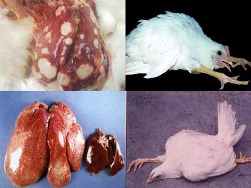 Bệnh marek ở gà chọi: tổng hợp triệu chứng, cách điều trị