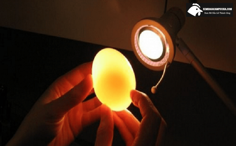 cách soi trứng gà bằng đèn pin