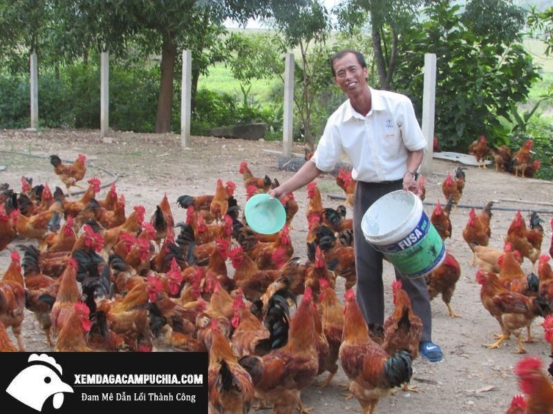 Mô hình nuôi gà chọi để lấy thịt mang lại hiệu quả kinh tế cao và nhiều lợi thế vượt trội hiện nay
