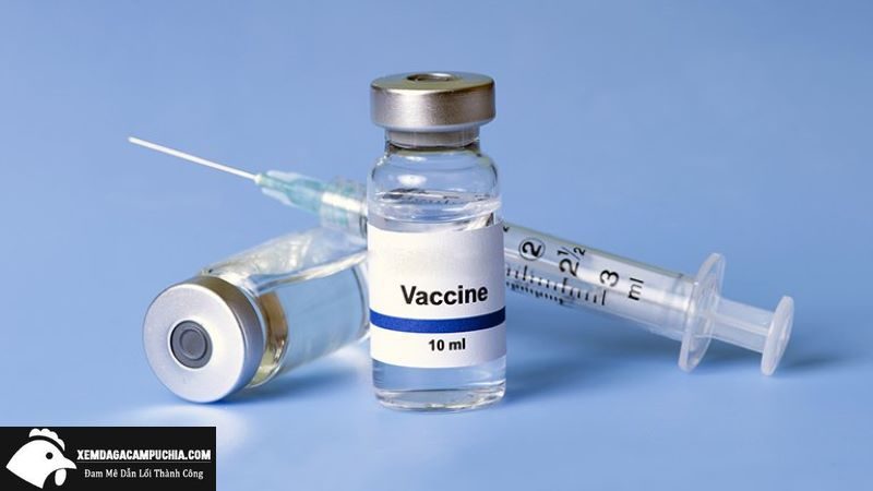 vaccine-cho-ga-choi-con-2
