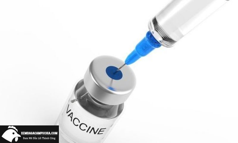 vaccine-ga-choi-4-trong-1-2