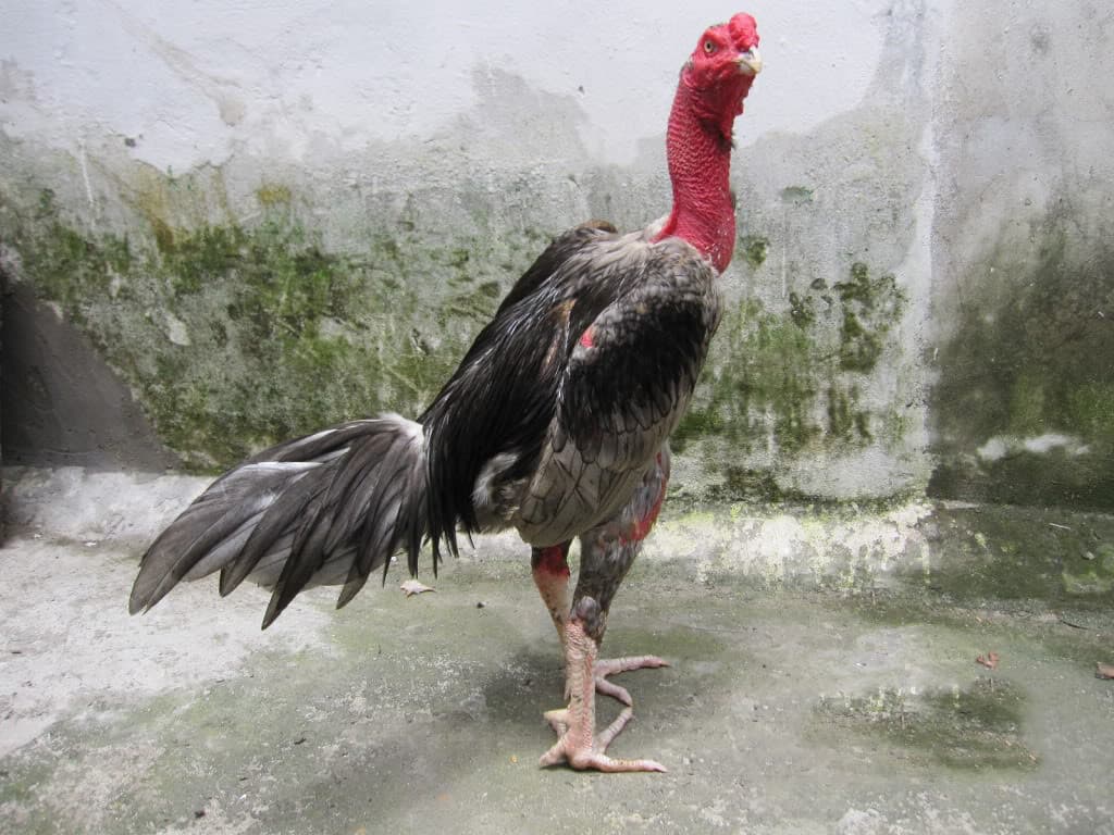 Chợ tốt gà đá Kiên Giang là nơi chuyên cung cấp các giống gà tốt nhất